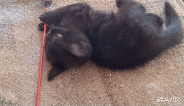 Кому чертенка