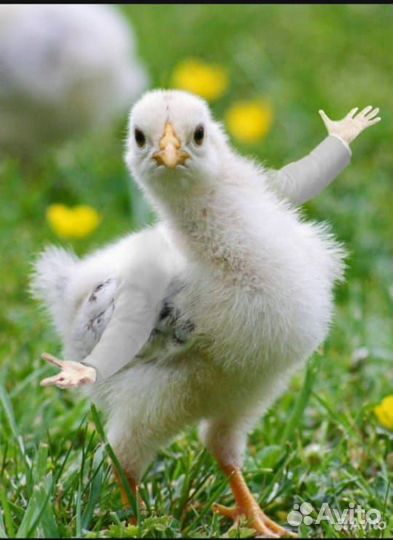 Цыплята/ Утята/ Гусята/ Индюшата