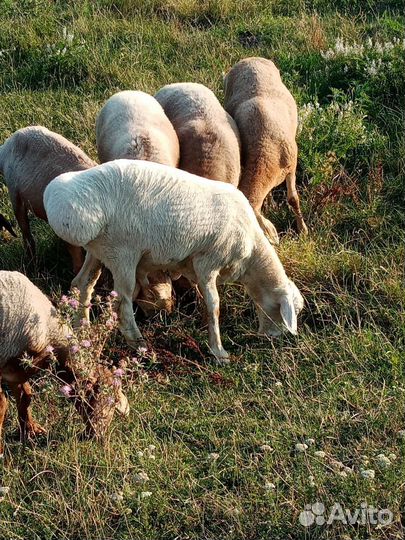 Бараны гиссарской породы