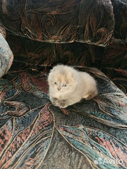 Шотландские вислоухие