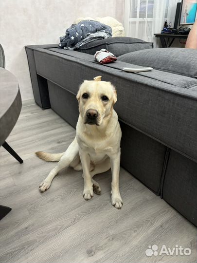 Вязка лабрадор