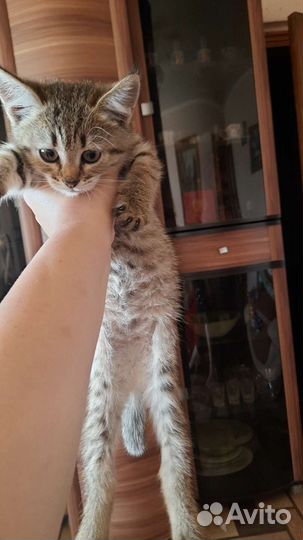 Кошки в добрые руки бесплатно