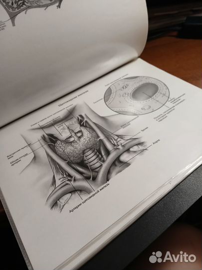 Тетрадь по анатомии