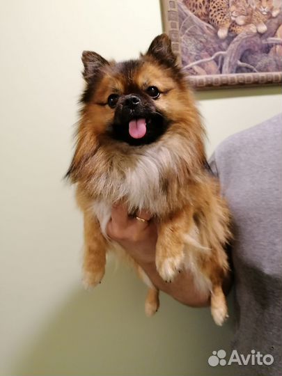 Мини шпиц вязка