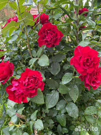 Роза Хоммаж а Барбара