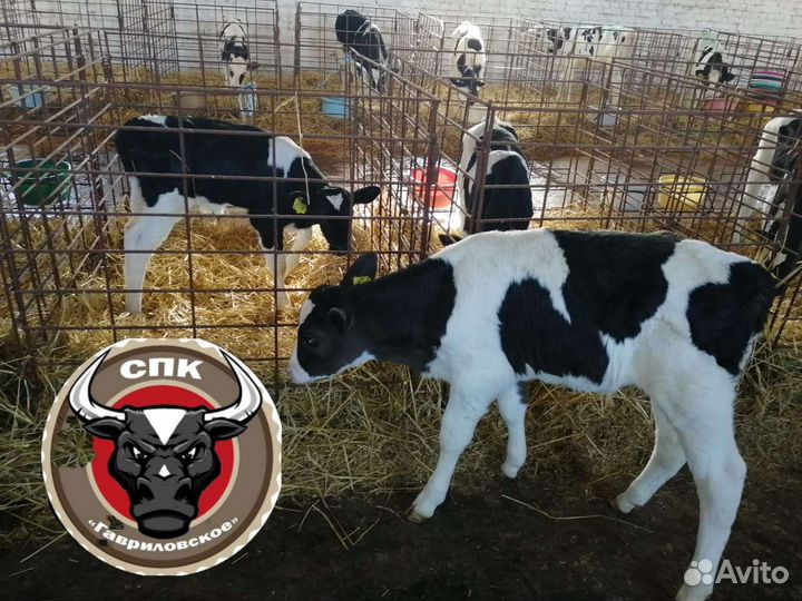 Бычки Телята Быстрорастущие