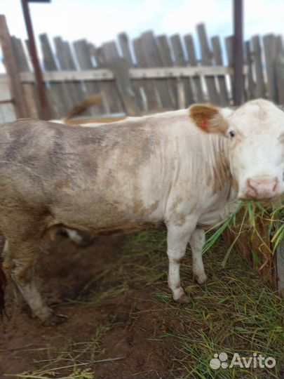 Первотелка