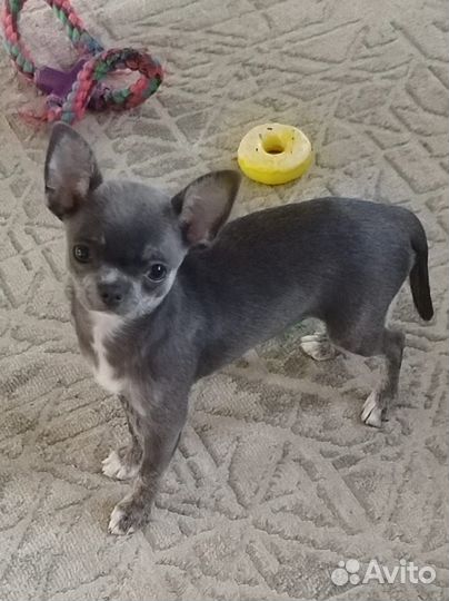 Маленькая собака чихуахуа