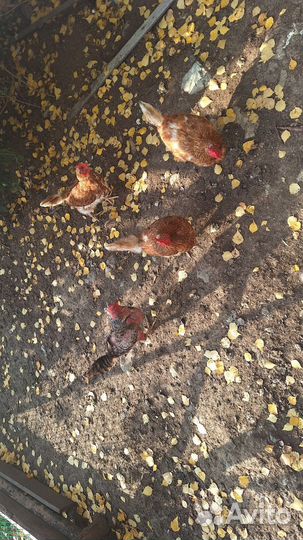 Куры несушки доминант