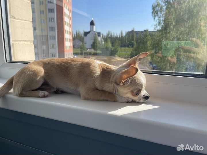 Вязка кобель чихуахуа
