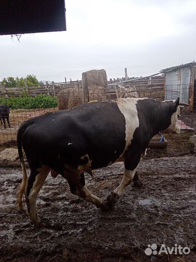 Бык и бычки