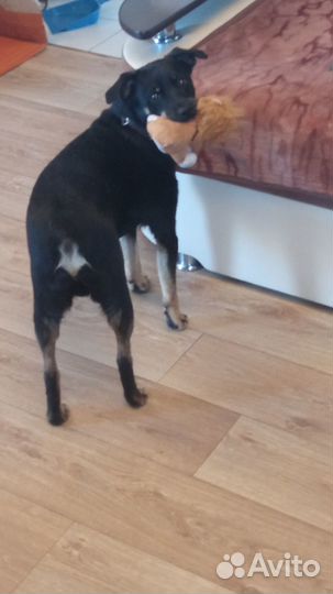 Собаки бесплатно в добрые руки