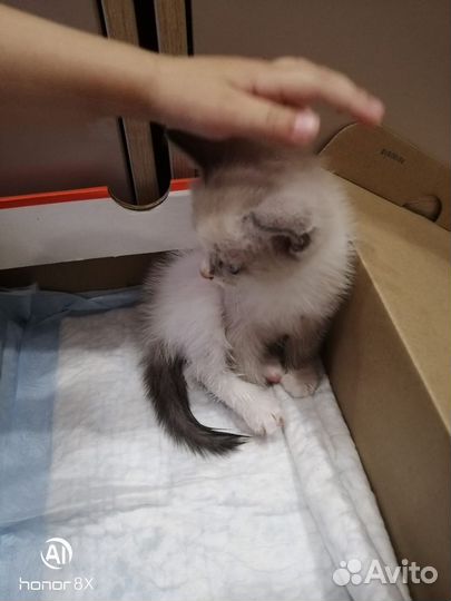 Кошка в дар бесплатно