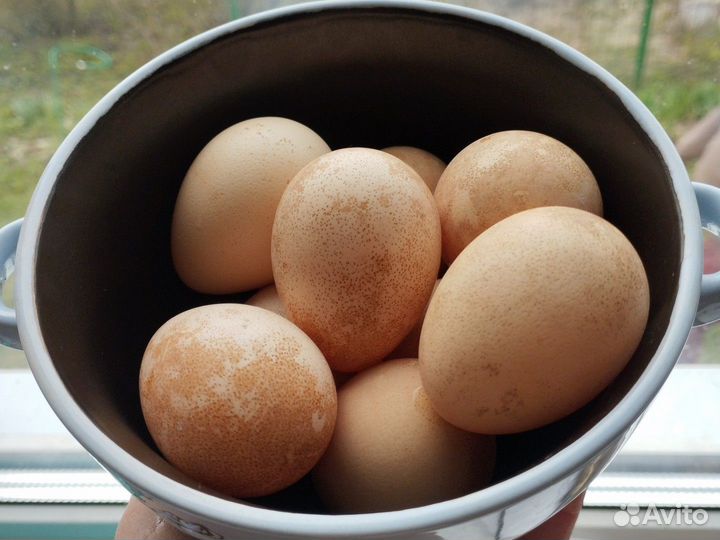 Домашние яйца цесарки