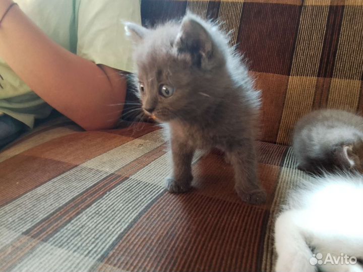 Кошка в дар