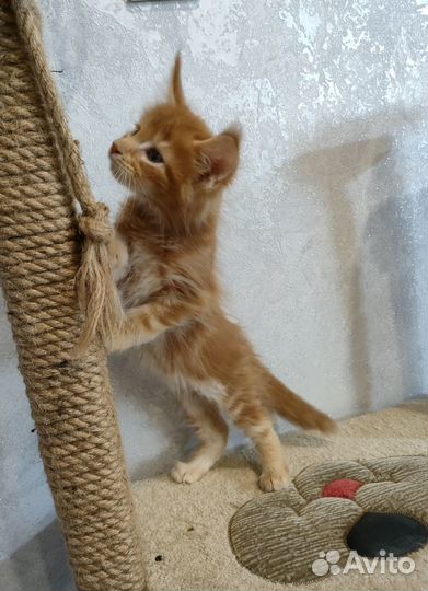 Котята Мейн-кун