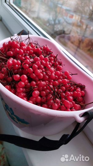 Калина красная