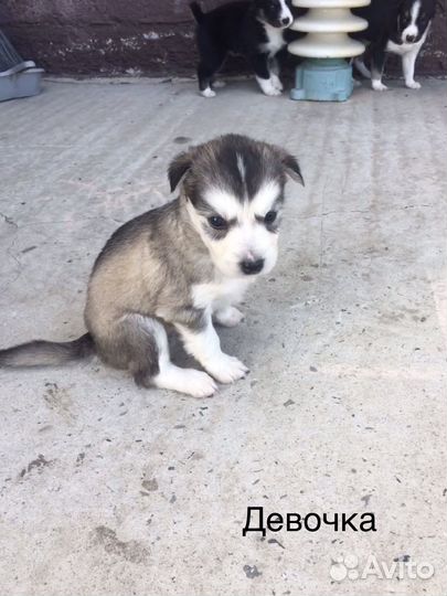 Щенки хаски бесплатно