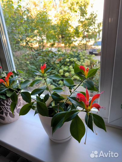 Комнатный цветок Эсхинантус