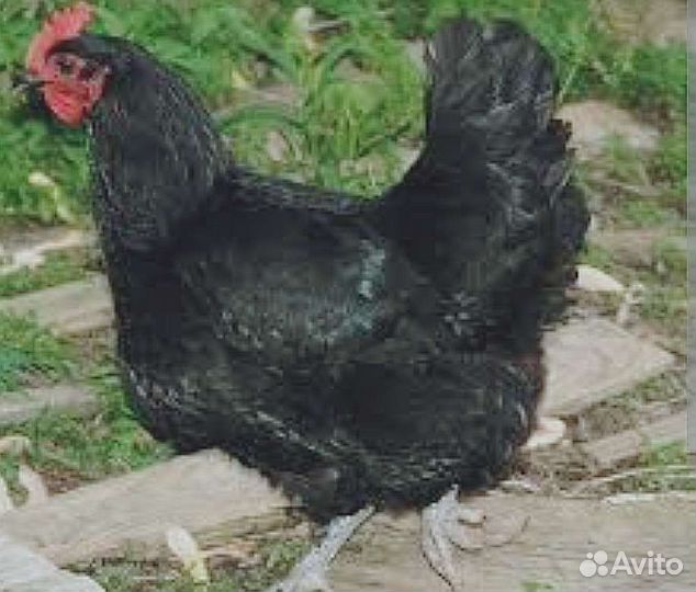 Куры несушки