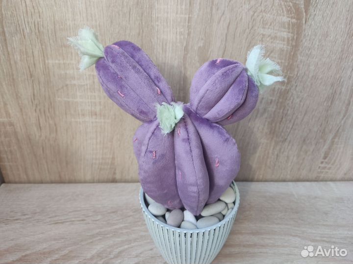 Кактусы и суккуленты