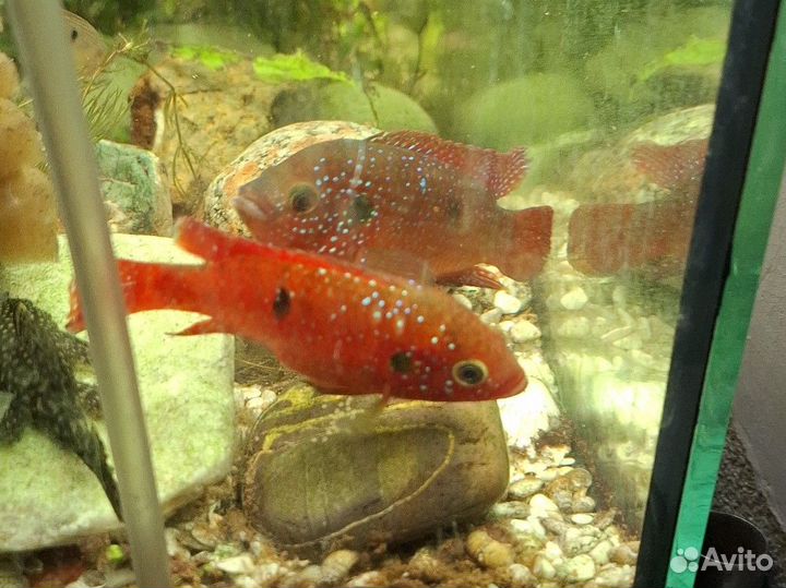 Хромис красавец