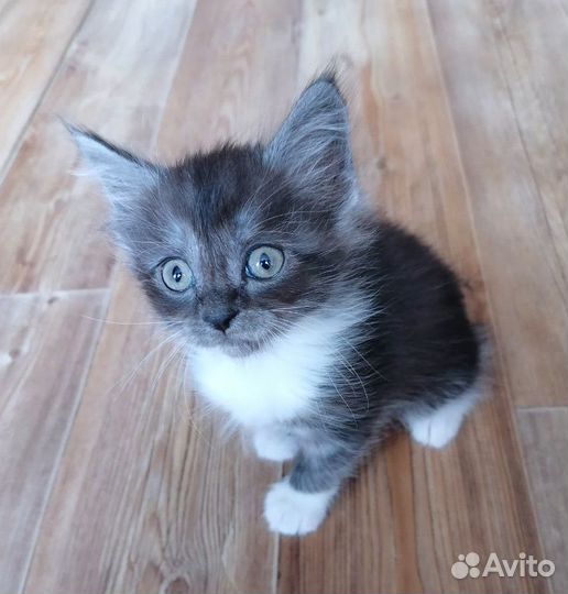 Котята мейн-кун