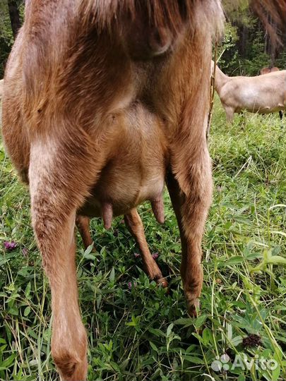 Нубийские козочки