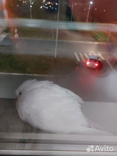 Голубь белый