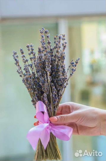 Лаванда сухоцвет