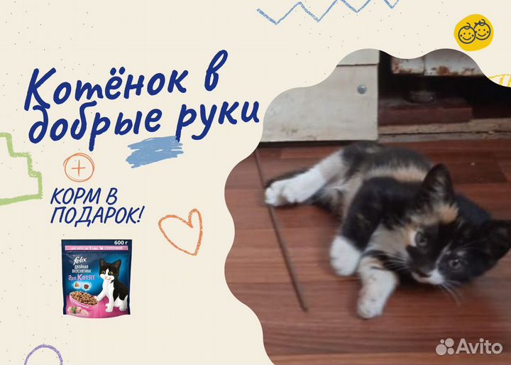 Котята в добрые руки