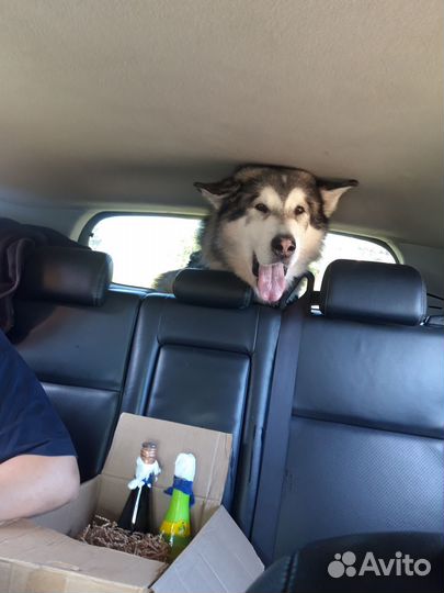 Перевозка собак, кошек