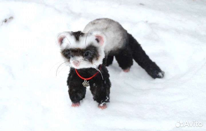 Хорек игрушка