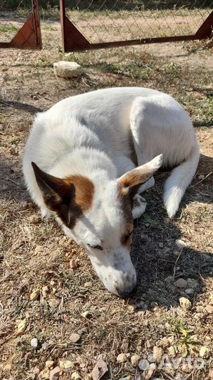 Найдена собака