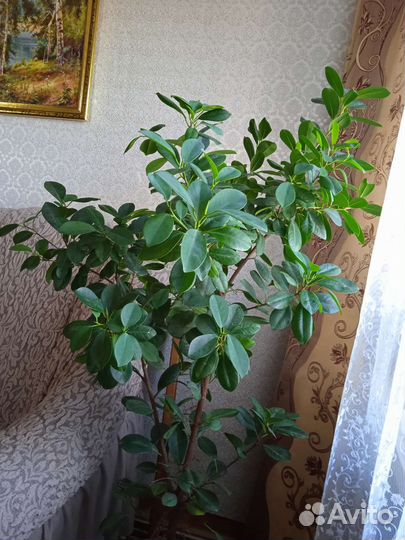 Фикус мокламе, эухарис/амазонская лилия