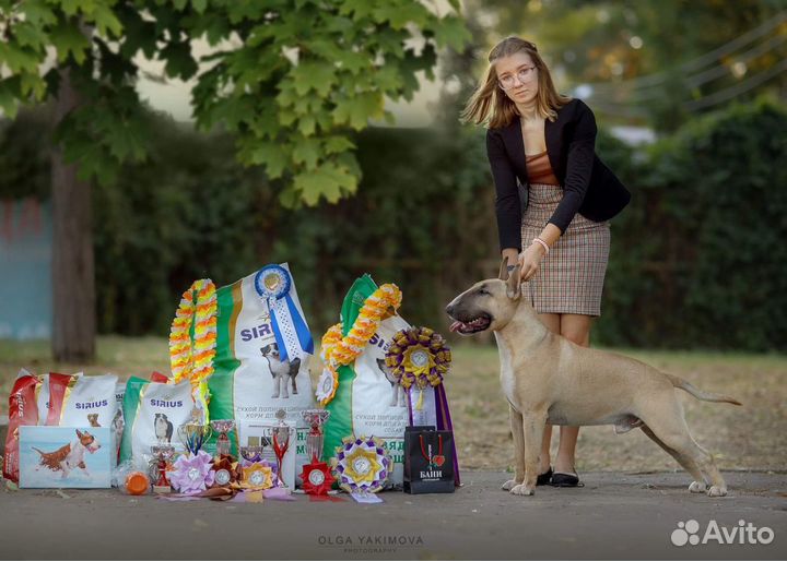 Бультерьер вязка