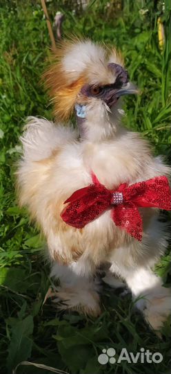 Петушок шелковый