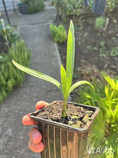 Сабаль малый