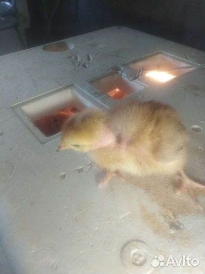 Цыплята суточные