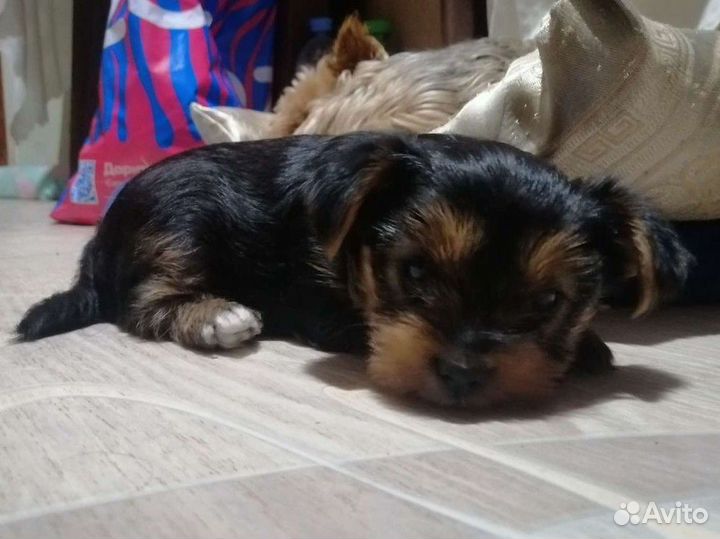 Вязка Йоркширский терьер