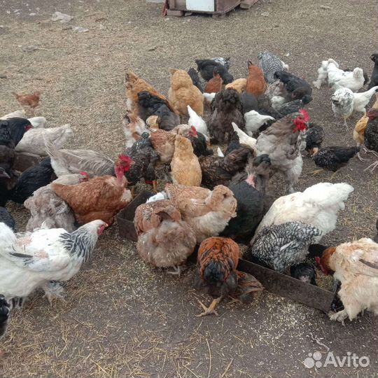 Куры, цыплята разных возрастов