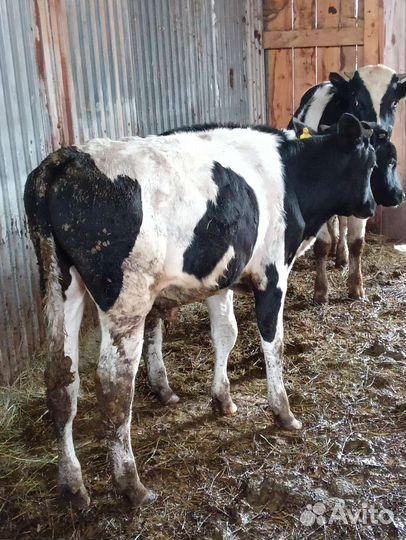 Бычки и телята