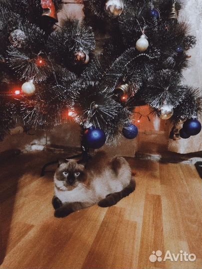 Кот в добрые руки