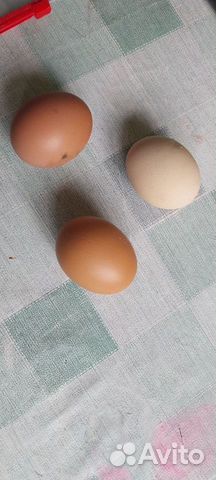 Домашни�е куриные яйца