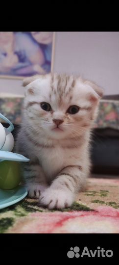 Шотландская