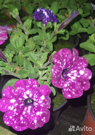 Черенок ампельной питуньи