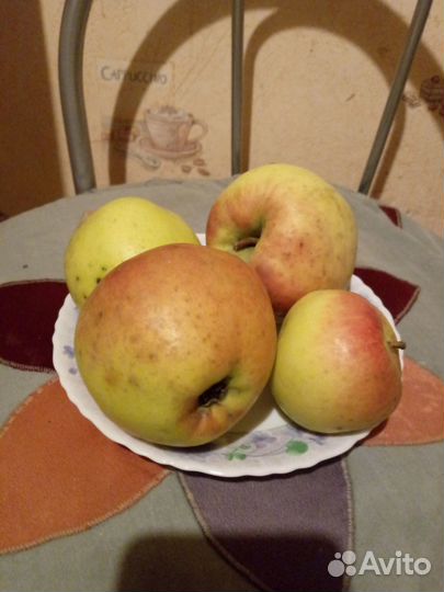 Яблоки домашние