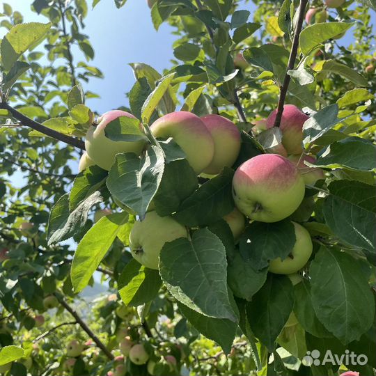 Яблоки домашние