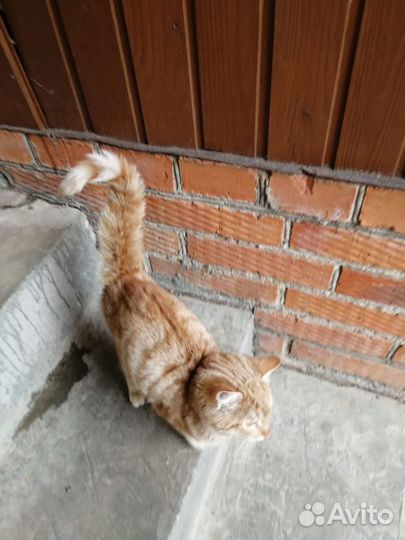 Котята-рыжики