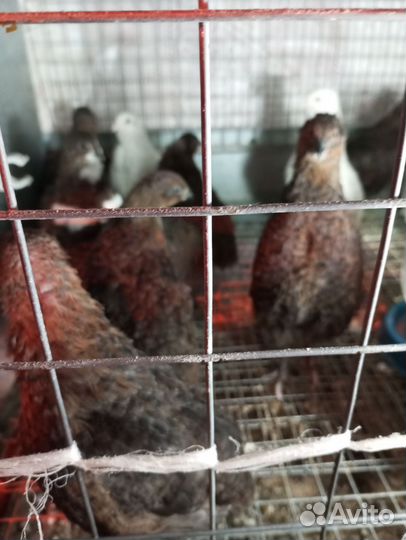 Перепела смокинговые